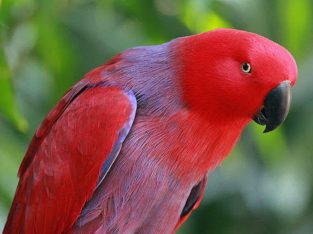 Eclectus parrots